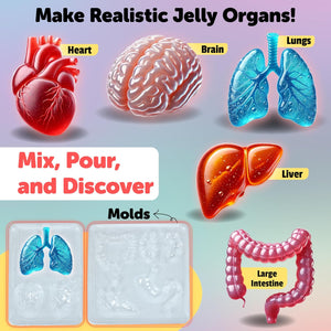 Educational poster showing jelly models of heart, brain, lungs, liver, and large intestine with mold cavities.