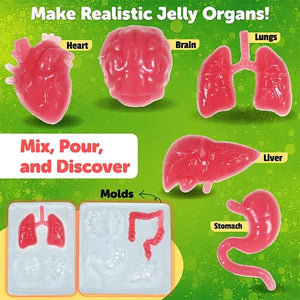 Butterfly Edufields Gross Science Kit_organs making_science experiments_goscience_image 2
