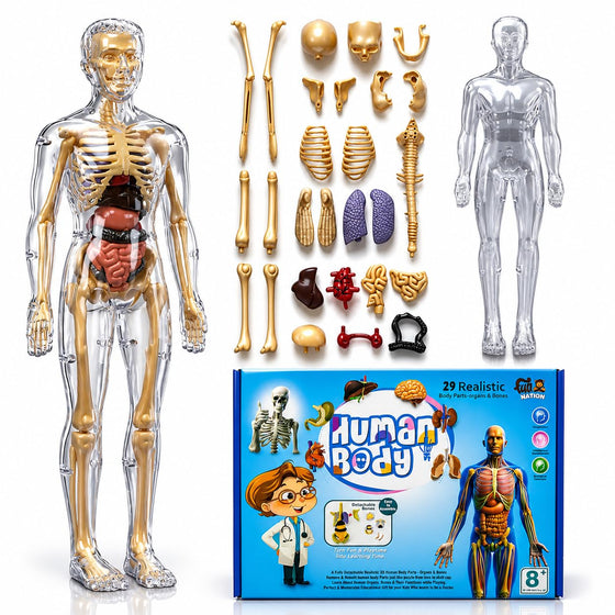 An anatomical human body toy set displayed on a white background, including a transparent human figure with a gold skeleton and internal organs, a second empty transparent figure, assorted gold and colored body parts, and the blue product box labeled 'Human Body'.