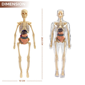An anatomical human skeleton model with visible internal organs, shown alongside a transparent view of the same skeleton. The image includes dimension labels indicating 28.