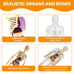 Promotional graphic for a human anatomy model showing four inset panels with text labels: 'Detachable bones,' 'Transparent outer body shell,' 'Skeleton structure,' and 'Complete human body model (assembled),' under the heading 'REALISTIC ORGANS AND BONES.'.