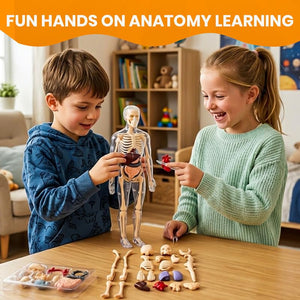 Two children, a boy in a blue hoodie and a girl in a mint green sweater, are learning anatomy at a wooden table. They are playing with a clear human skeleton model and various small anatomical pieces, including a brain and bones.