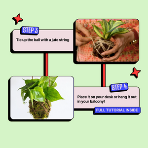 Step-by-step guide on how to tie a ball of roots with a jute string and place it on a desk or balcony. Kitsters Japanese Kokedama Kit available at Go Science product image 7