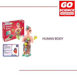 Human Body by@Outfy