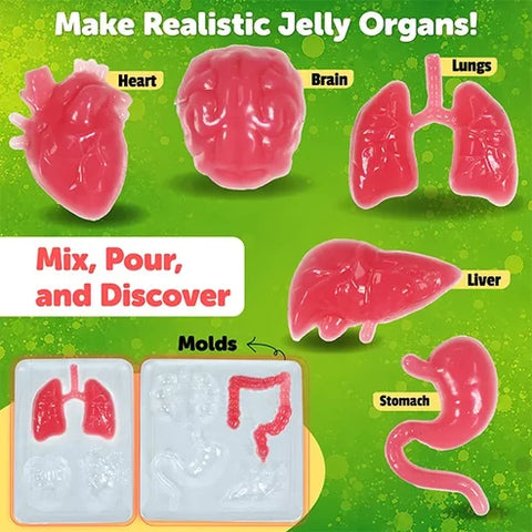 Butterfly Edufields Gross Science Kit_organs making_science experiments_goscience_image 2