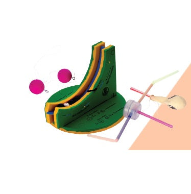 Educational model with a green body and pink and yellow extensions on a white background.