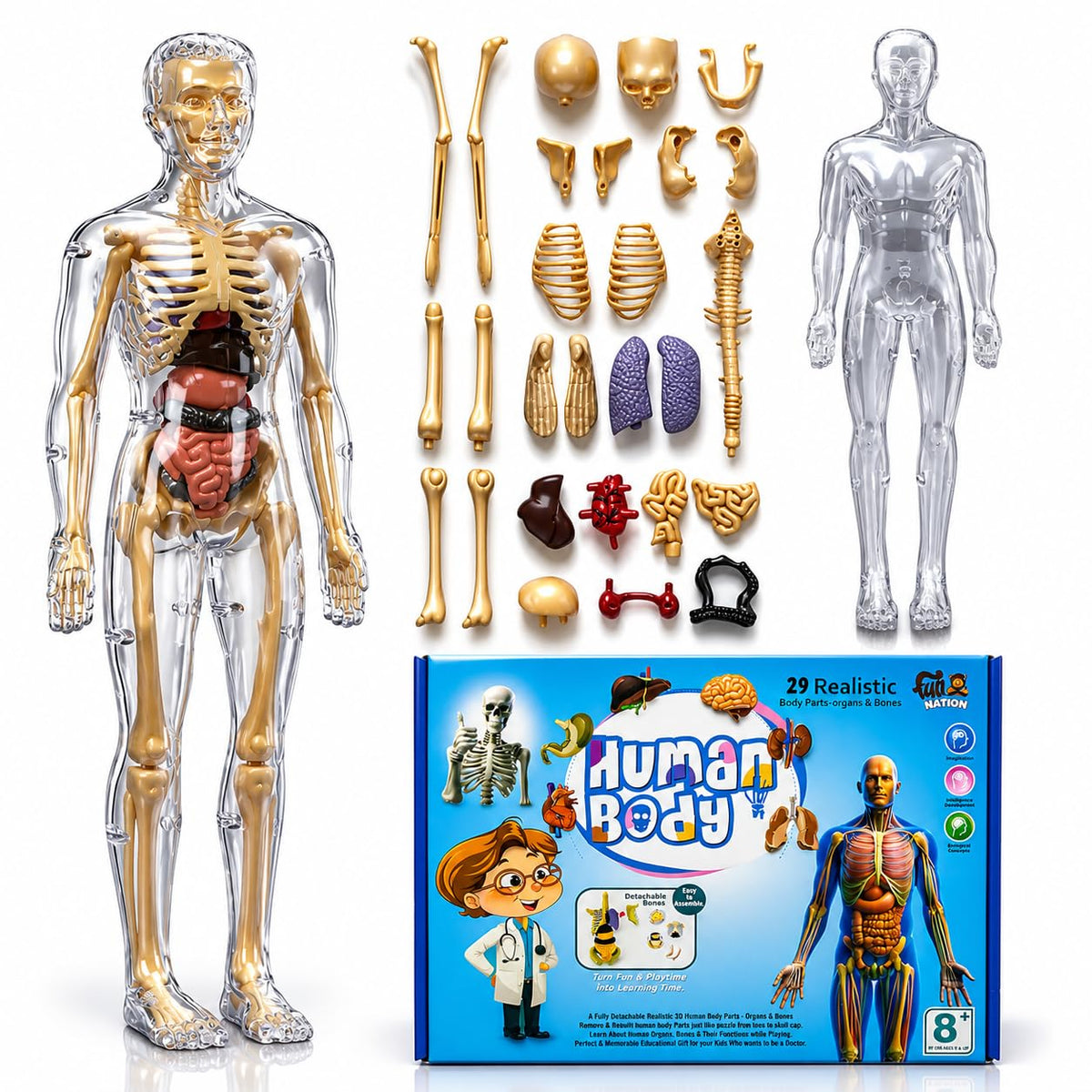 An anatomical human body toy set displayed on a white background, including a transparent human figure with a gold skeleton and internal organs, a second empty transparent figure, assorted gold and colored body parts, and the blue product box labeled 'Human Body'.