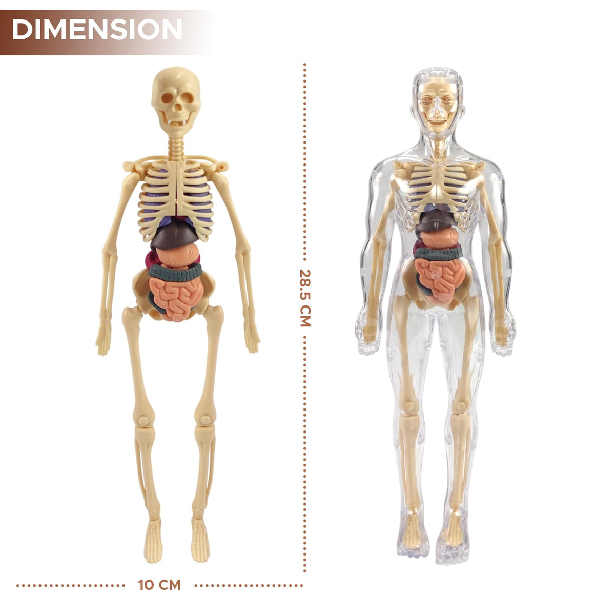 An anatomical human skeleton model with visible internal organs, shown alongside a transparent view of the same skeleton. The image includes dimension labels indicating 28.
