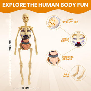 An educational human body model shown on a beige background with measurement callouts: 28.5 cm height and 10 cm width.