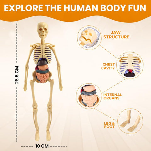 An educational human body model shown on a beige background with measurement callouts: 28.5 cm height and 10 cm width.