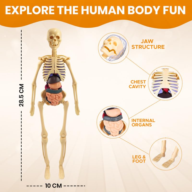 An educational human body model shown on a beige background with measurement callouts: 28.5 cm height and 10 cm width.