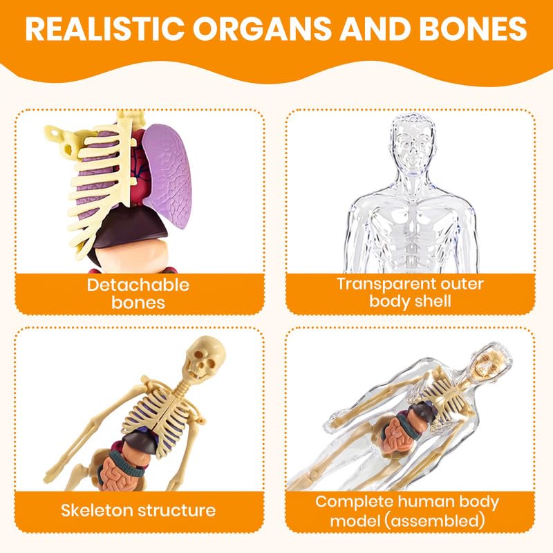 Promotional graphic for a human anatomy model showing four inset panels with text labels: 'Detachable bones,' 'Transparent outer body shell,' 'Skeleton structure,' and 'Complete human body model (assembled),' under the heading 'REALISTIC ORGANS AND BONES.'.