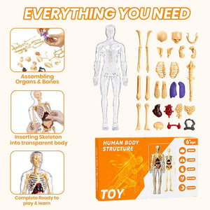 Human body structure toy set shown on a light beige background with assembly callouts and a product box. The set includes a transparent human body shell, beige bones, gold-colored skeletal pieces, colorful internal organs, and an orange-and-white toy package labeled 'HUMAN BODY STRUCTURE TOY'.