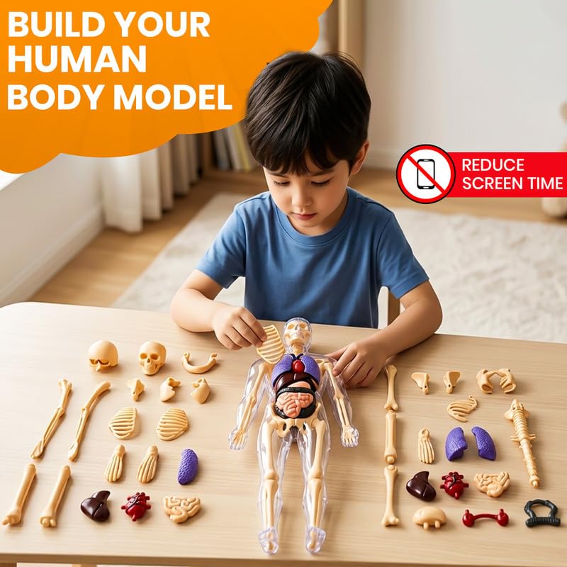 Child playing with a human body model toy set on a table.