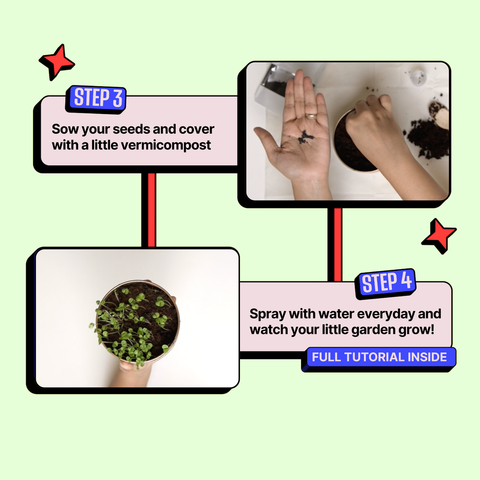 Step-by-step gardening tutorial with hands sowing seeds and a potted plant on a light green background. Kitsters Grow in a Can - Basil available at Go Science product image 4