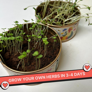 Two small pots with sprouting plants on a white surface, with text promoting herb growth. Kitsters Grow in a Can - Cilantro available at Go Science product image 4