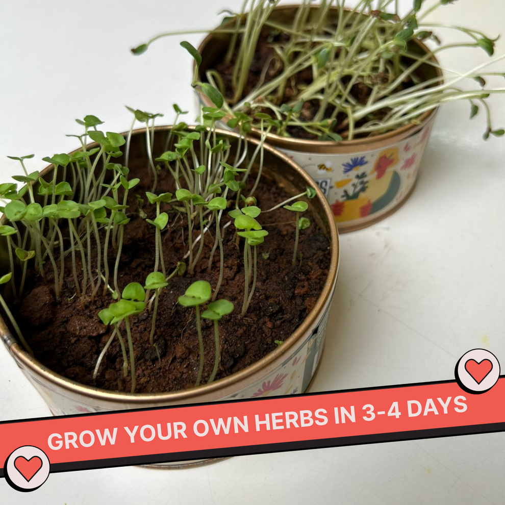 Two small pots with sprouting plants on a white surface, with text promoting herb growth. Kitsters Grow in a Can - Cilantro available at Go Science product image 4