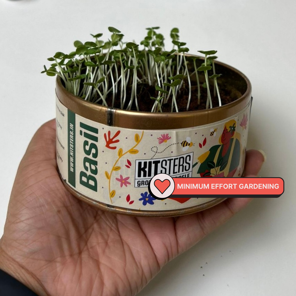 Hand holding a small pot with microgreens and Kitsters branding. Kitsters Grow in a Can - Fenugreek available at Go Science product image 3