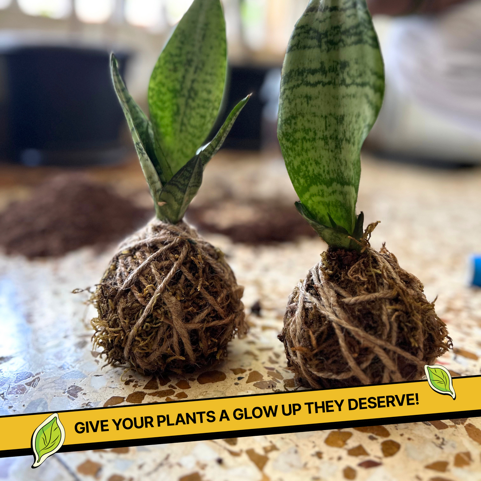 Two potted plants with roots exposed on a metal surface, with promotional text overlay. Kitsters Japanese Kokedama Kit available at Go Science product image 3