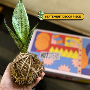 Hand holding a kokedama plant with a colorful box labeled 'KITSCH' in the background. Kitsters Japanese Kokedama Kit available at Go Science product image 4
