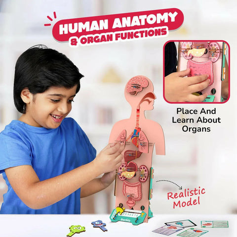 Smartivity Human Body  Go Science .