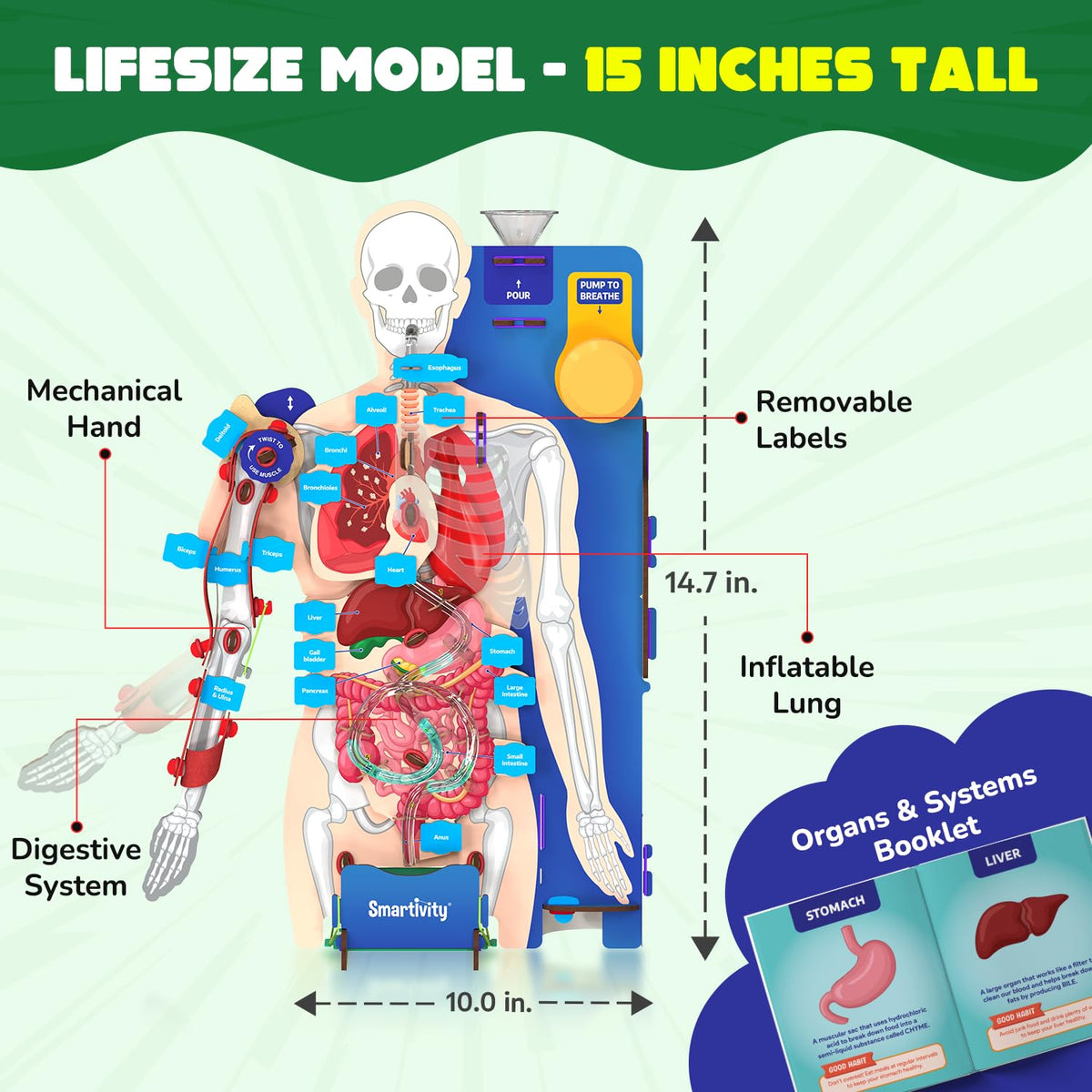Interactive Body Model Smartivity Interactive Human Body Model for Kids | Go Science