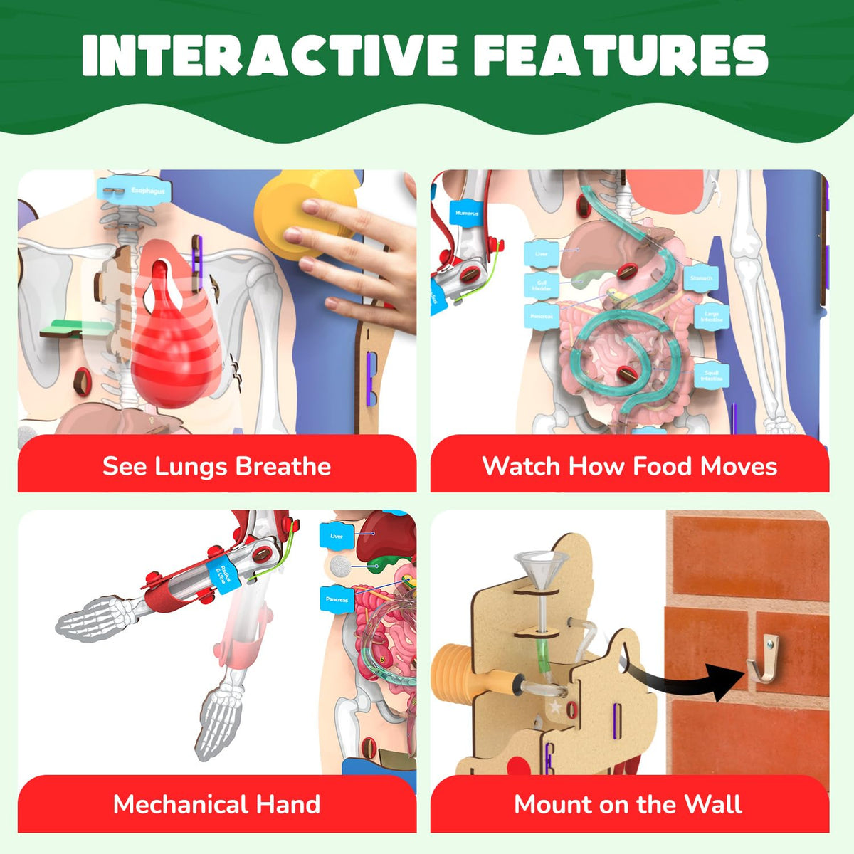 Interactive Body Model Smartivity Interactive Human Body Model for Kids | Go Science