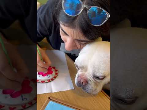 Kitsters DIY Paw Printing Kit at Go Science Product Video 1