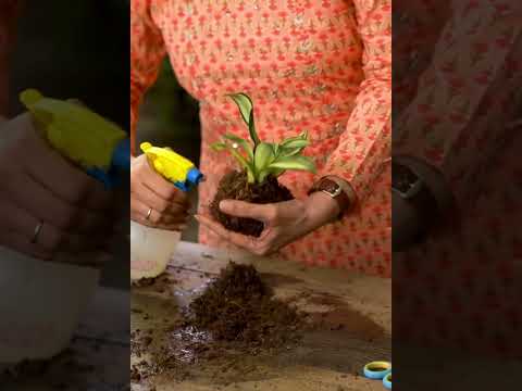 Kitsters Japanese Kokedama Kit available at Go Science product image Video